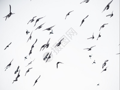 飞翔中的鸽子图片
