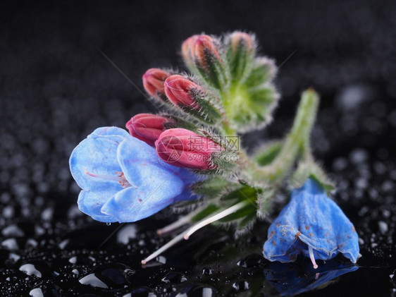 深色背景的蓝孔frey鲜花图片