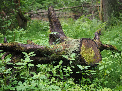 森林中的旧树桩图片
