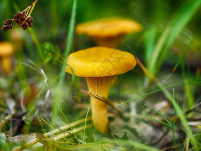 森林中的蘑菇高手图片