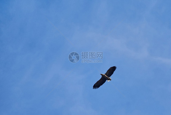 白尾鹰在天空中图片