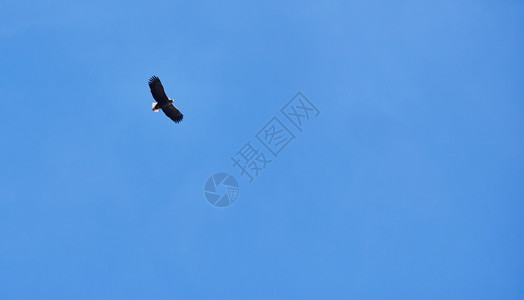 白尾鹰在天空中图片