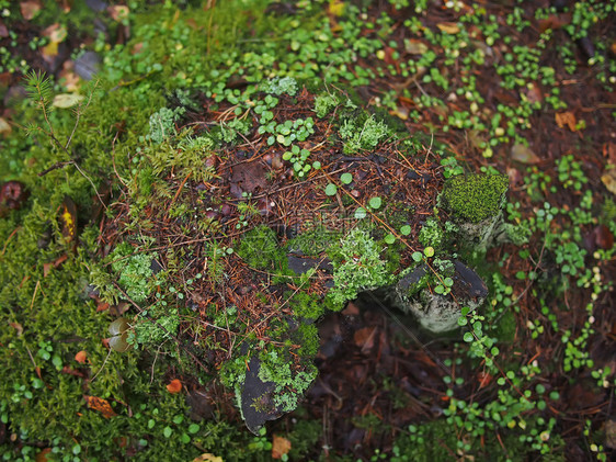 树桩上的苔图片