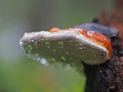 蘑菇树树桩上滴子中的真菌蘑菇背景