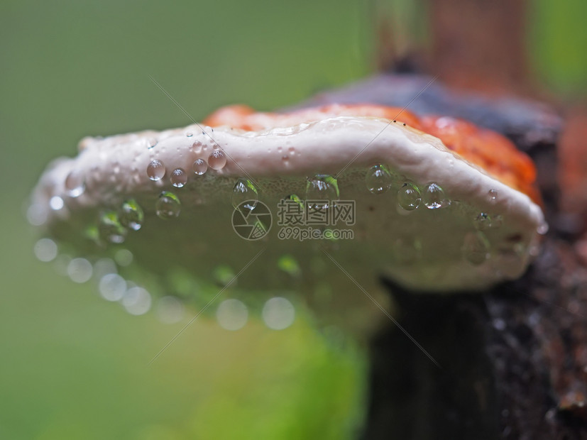 树桩上滴子中的真菌蘑菇图片