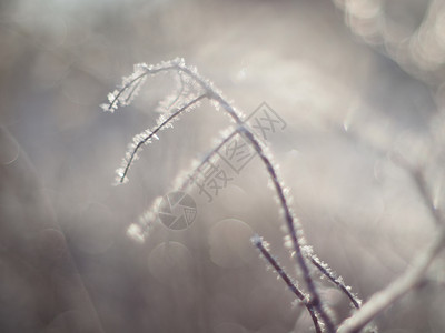 树枝剪影雪中的树枝冬天背景