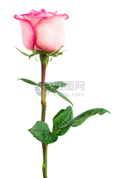 白色背景的粉红鲜玫瑰图片