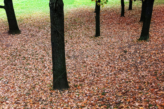 公园树叶秋图片