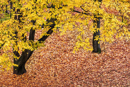 公园树叶秋图片