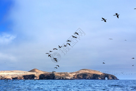 在阳光明媚的白天海岛和鸟群图片