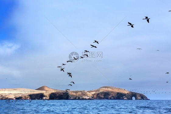 在阳光明媚的白天海岛和鸟群图片