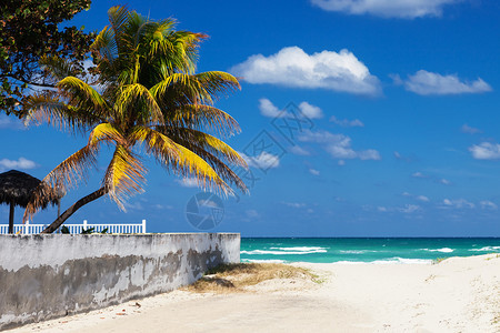 阳光明媚的一天海滩上椰子棕榈图片