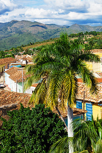 在特立尼达古城背景的棕榈树上图片