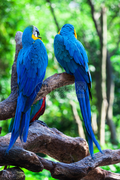 两只美丽的鹦鹉在一棵树上图片