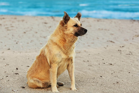 坐在沙滩上的漂亮狗图片