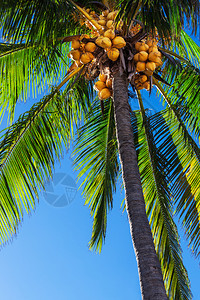 美丽的椰枣树对准蓝天图片