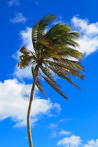 椰枣树,在暴风中天图片