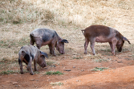 三头流弊三头猪在一条农村公路上背景