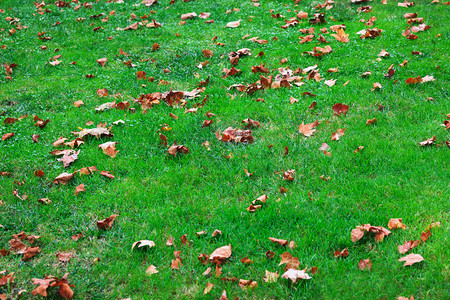 绿草背景上的落叶图片