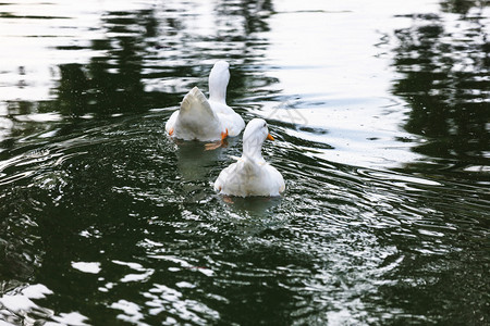 两只白鸭在池塘里图片