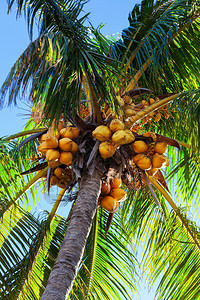 阳光明媚的一天椰子在棕榈树上图片