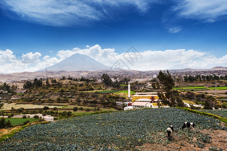 奶牛火山和老城图片