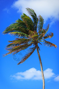 椰枣树,在暴风中天图片