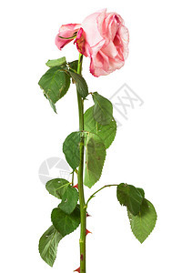 白色背景上的单一淡色玫瑰图片