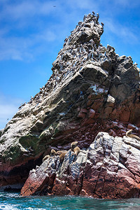 海洋岛屿和鸟类阳光明媚的日子图片