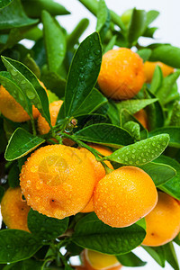 熟的橘子树水果关闭图片