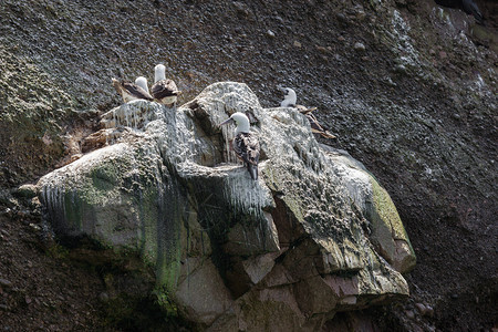 阳光明媚的一天海鸥在岩石上图片