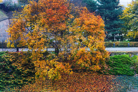 公园中美丽的秋树图片
