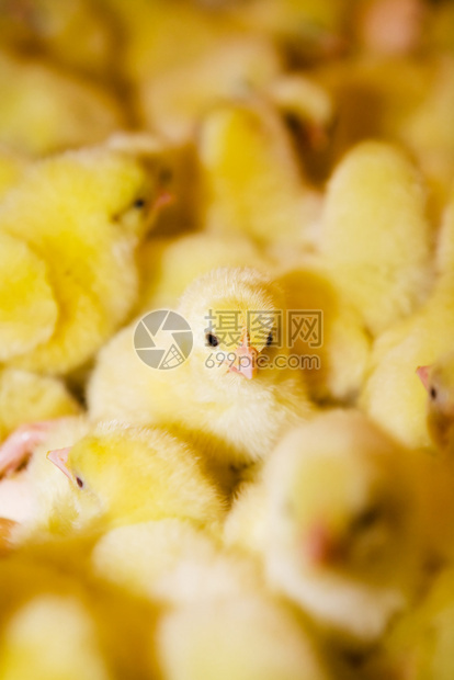 现代家禽养鸡场上的黄图片