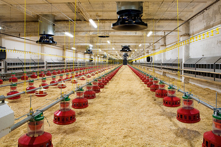 现代和新的自动化综合家禽养殖场图片