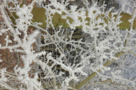 深冬的清晨小树枝上的霜图片