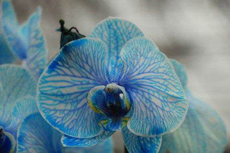 亮蓝色和白大兰花粉植物图片