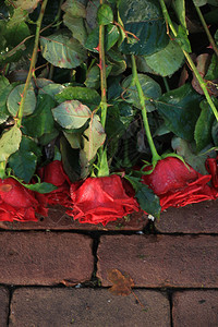 在公墓铺路面的红玫瑰背景图片