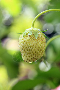 绿色草莓关闭仍然在植物上图片