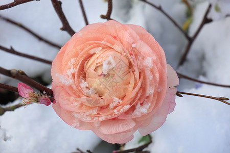 清雪中一片苍白的粉色卡梅利亚图片