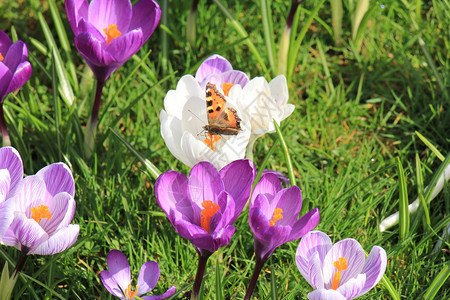 初春阳光下上的小乌龟蝴蝶图片