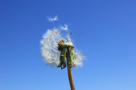 在夏日的阳光下飞翔花朵与清蓝天空相对图片