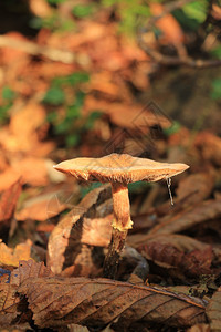 秋林中的大蘑菇图片