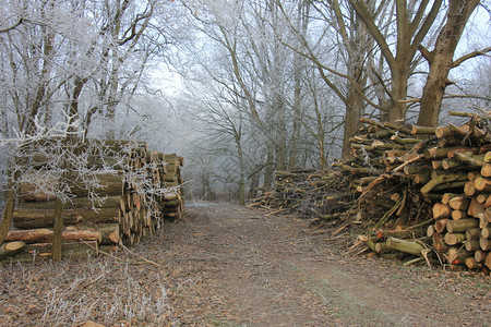 冬季森林中大量砍碎的薪柴图片
