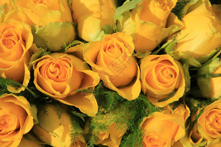 鲜花婚礼安排中的黄玫瑰背景图片