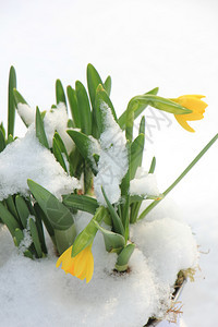 雪中的小花水仙子春初图片