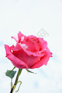 清雪中明亮的粉红玫瑰图片