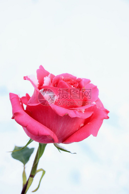清雪中明亮的粉红玫瑰图片