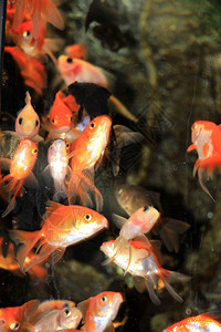 鱼缸内不同大小的金鱼图片