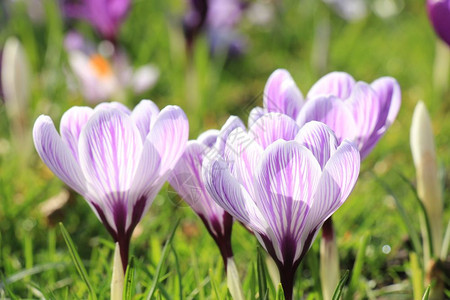 田地上的紫色和白花粉图片