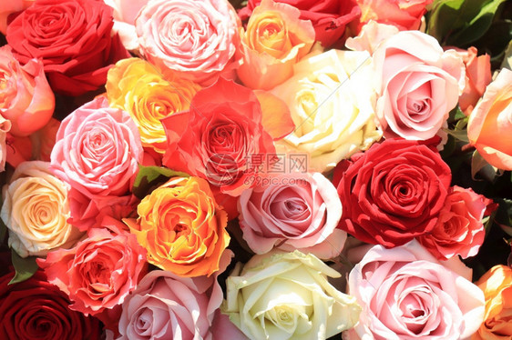 婚礼花各种明亮颜色的玫瑰图片
